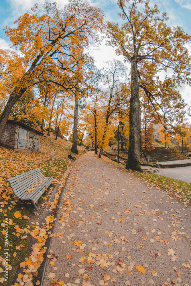 Naklejka premium park in the autumn 