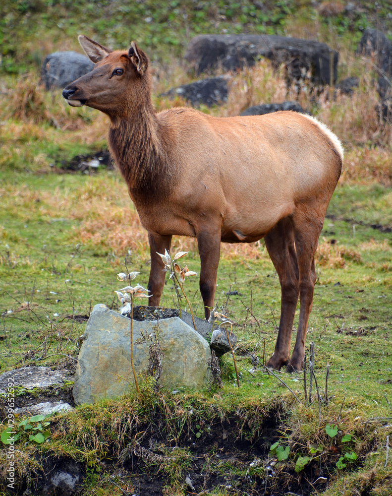 The elk, or wapiti is one of the largest species within the deer family,  Cervidae, in the world, and one of the largest land mammals in North America  and Eastern Asia. Stock