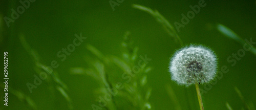 Fototapeta Naklejka Na Ścianę i Meble -  dandelion on background of green grass