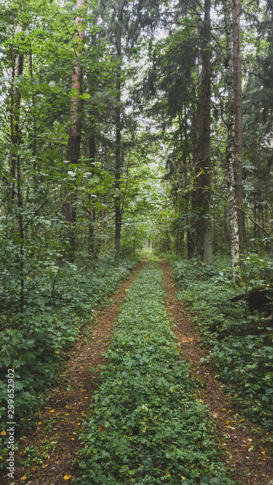 Obraz premium path in forest