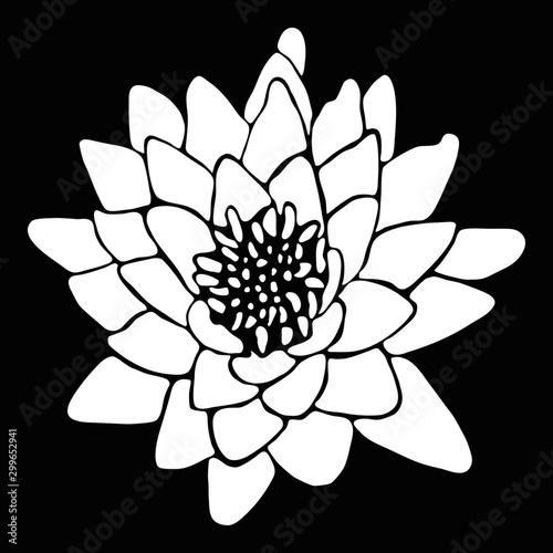 Seerose in weiß auf dunklem Grund. 