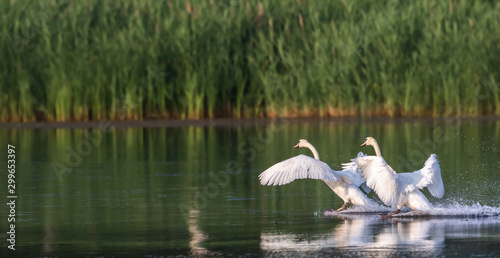 Fotografie mute swan at presque isle state park lake erie Pennsylvania
