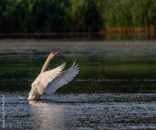 mute swan at presque isle state park lake erie Pennsylvania 