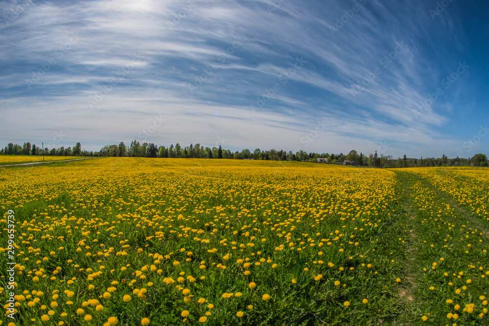 yellow field 