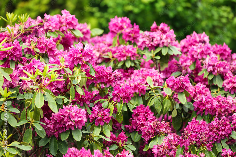 Beautiful blossoming bush with green leaves outdoors Beautiful blossoming bush with green leaves outdoors