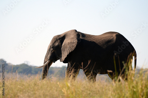 An elephant makes its way through the lush grasslands by the Chobe River in Botswana. 