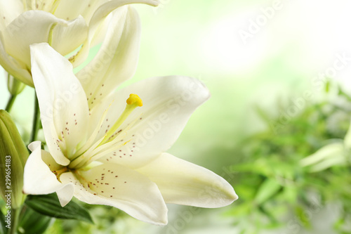 Beautiful lilies on blurred background, closeup view. Space for text photo