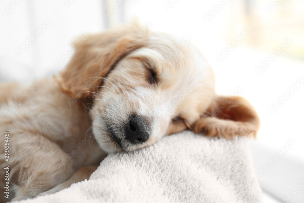 Cute English Cocker Spaniel puppy sleeping on soft plaid Cute English Cocker Spaniel puppy sleeping on soft plaid