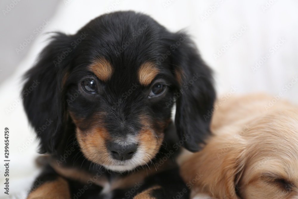 Cute English Cocker Spaniel puppies on blurred background, closeup