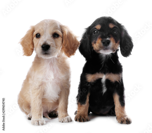 Cute English Cocker Spaniel puppies on white background © New Africa