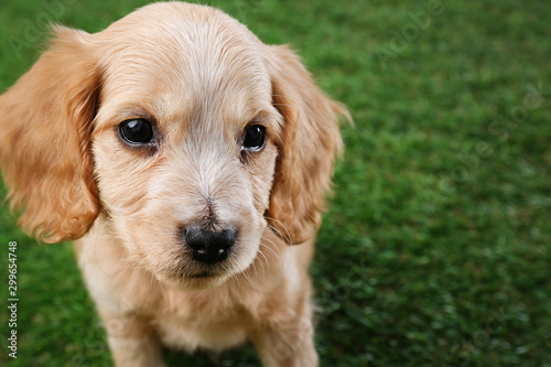 Cute English Cocker Spaniel puppy on green grass. Space for text