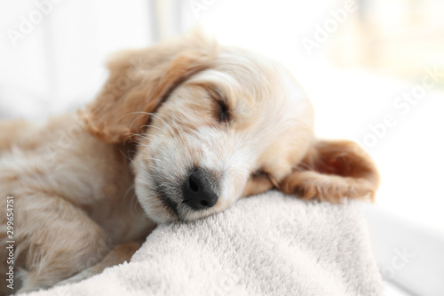 Cute English Cocker Spaniel puppy sleeping on soft plaid