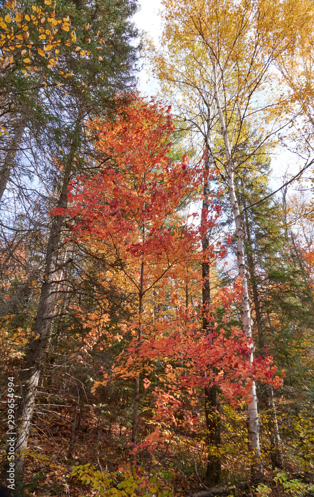 Fall colors in Canada