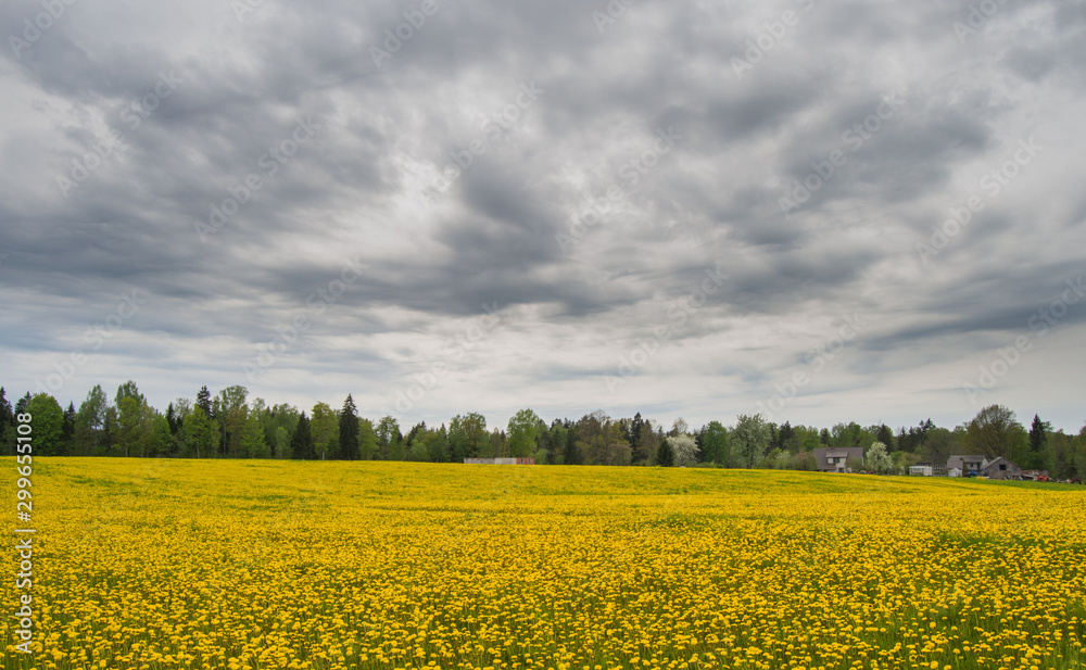 Obraz premium yellow spring field 