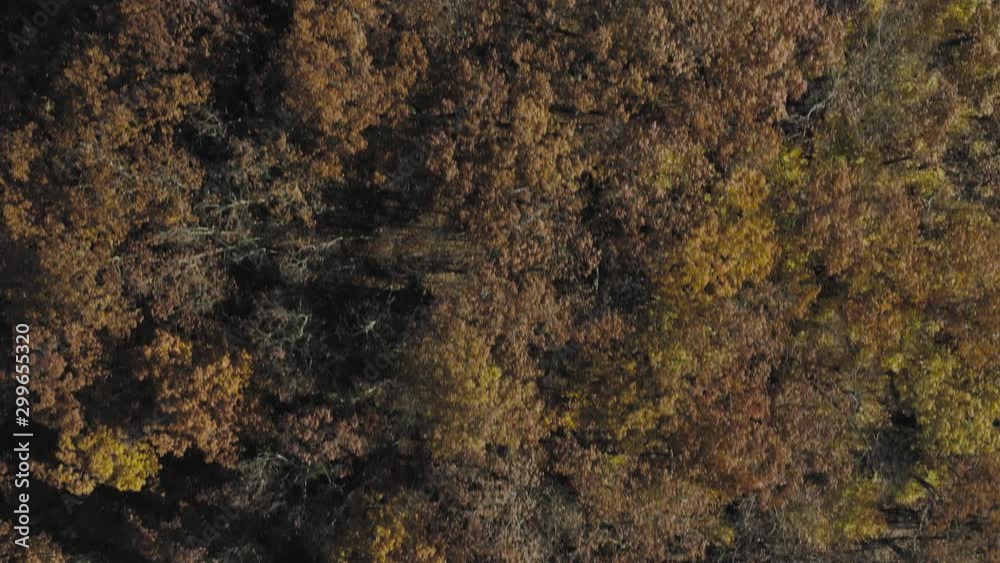 Early morning light over Fall foliage Aerial overhead 4K Early morning light over Fall foliage Aerial overhead 4K