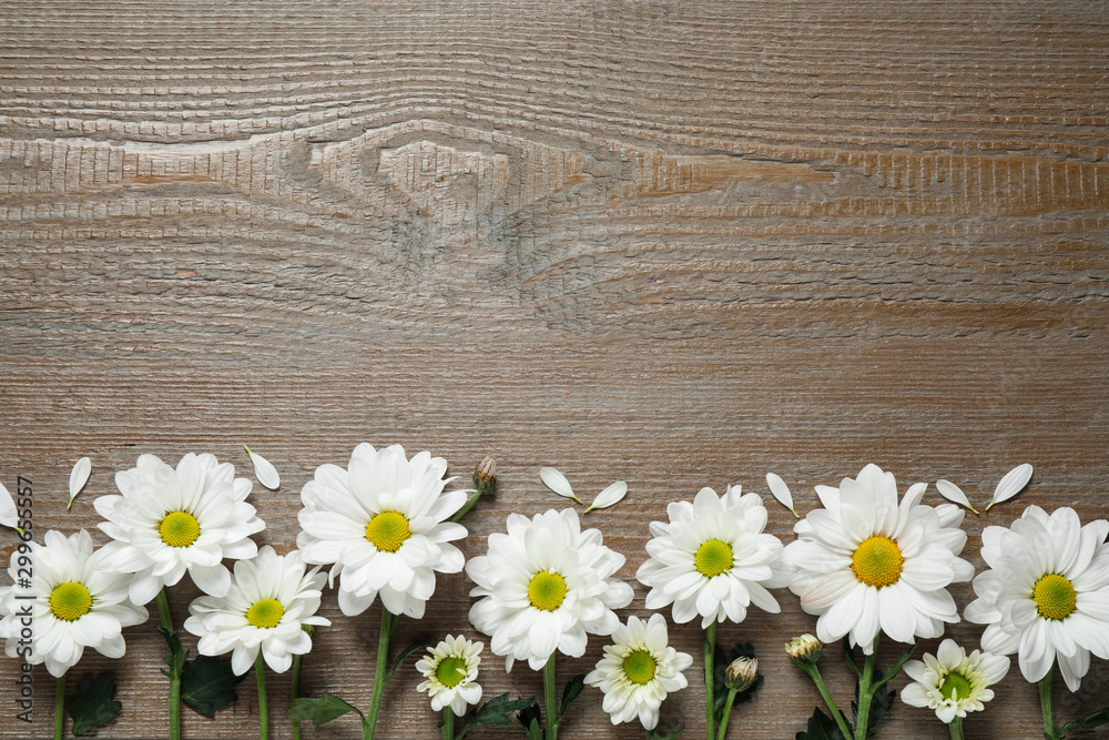 Obraz premium Beautiful white chamomile flowers on wooden background, flat lay. Space for text
