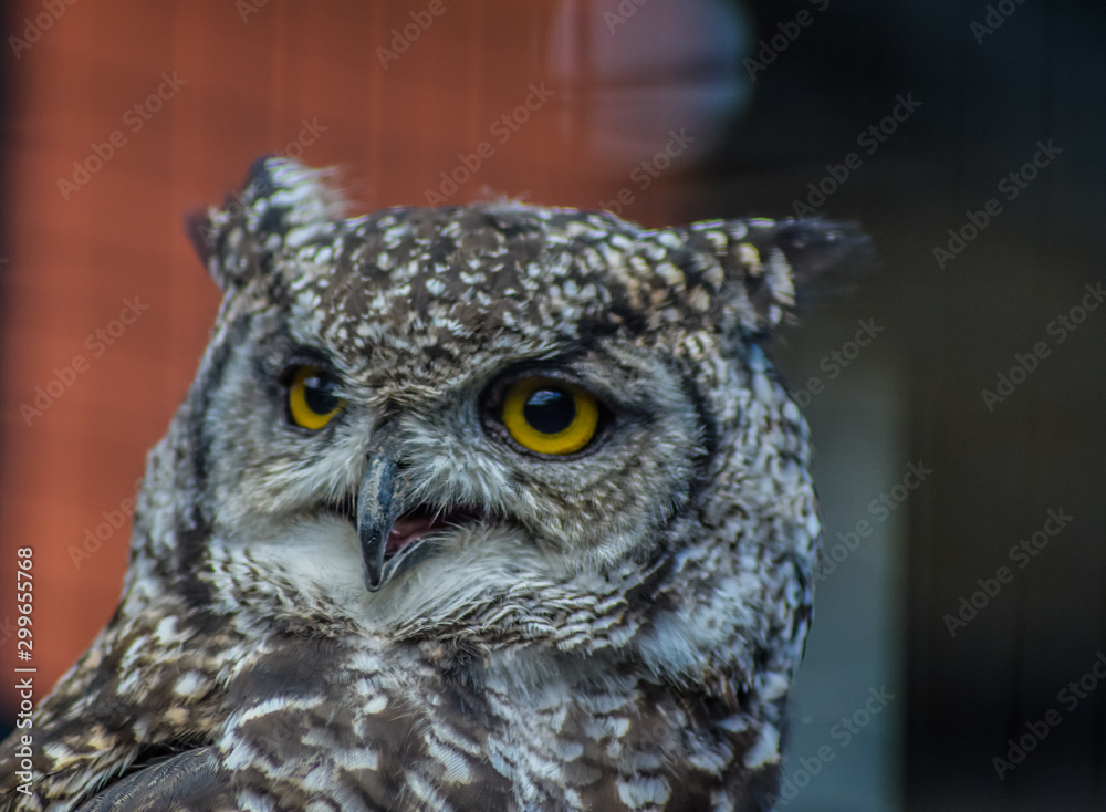 Portrait closeup of a cute and beautiful spotted eagle owl in a zoo in South Africa