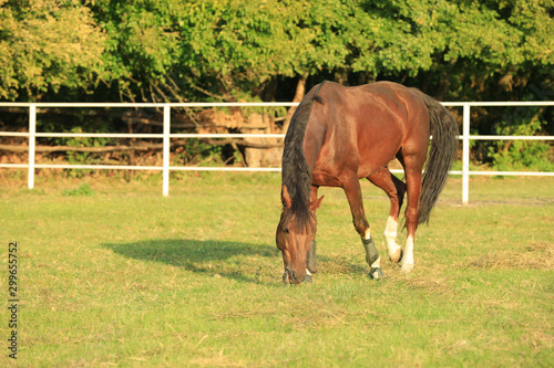 Beautiful chestnut horse grazing on green pasture