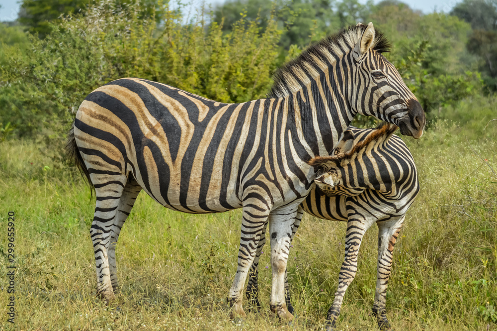 Full frame portrait of a cute Burchell's Zebra in a game reserve grazing on green savannah under blue sky on a hot summer day Full frame portrait of a cute Burchell's Zebra in a game reserve grazing on green savannah under blue sky on a hot summer day