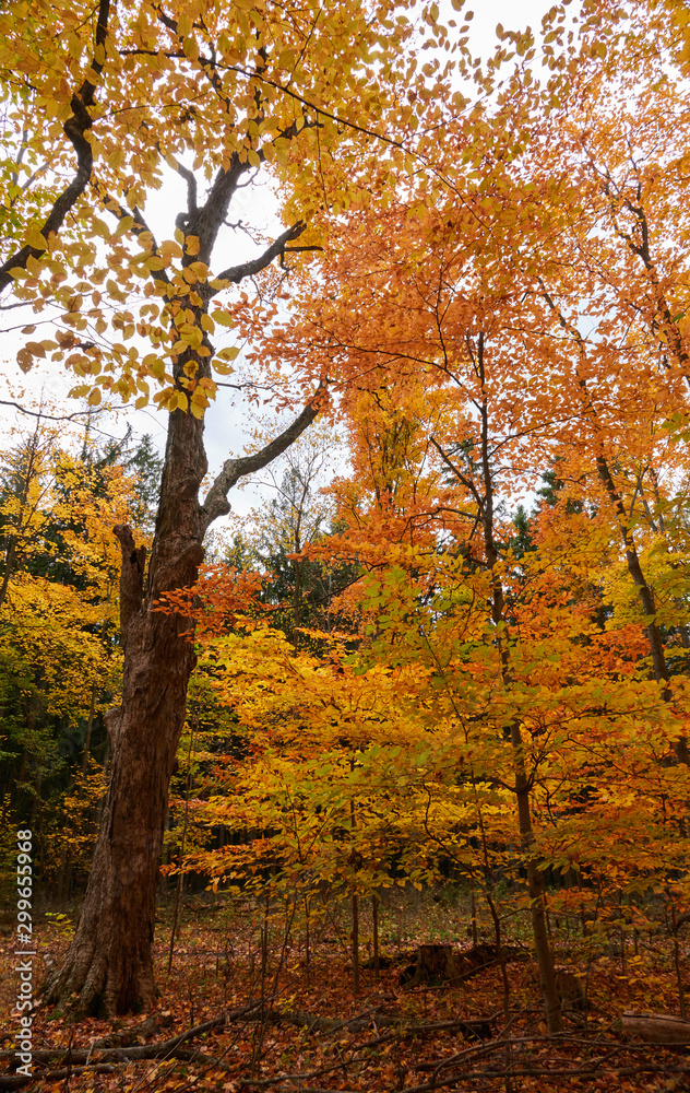 Fall colors in Canada