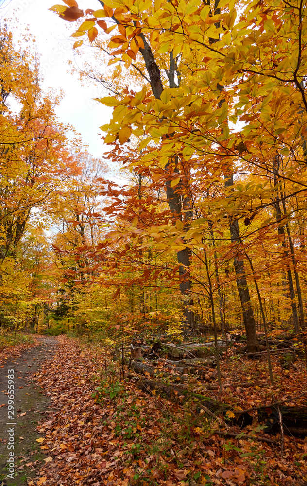 Obraz premium Fall colors in Canada