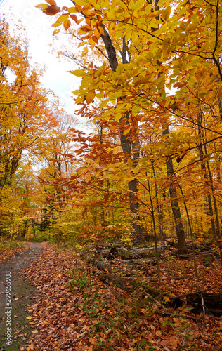 Fall colors in Canada © Subhro
