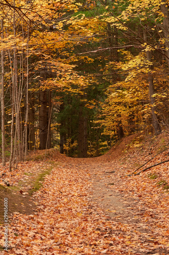 Fall colors in Canada