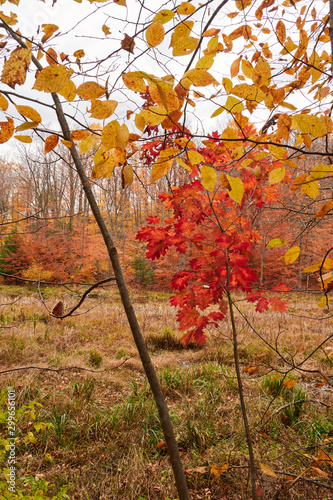 Fall colors in Canada