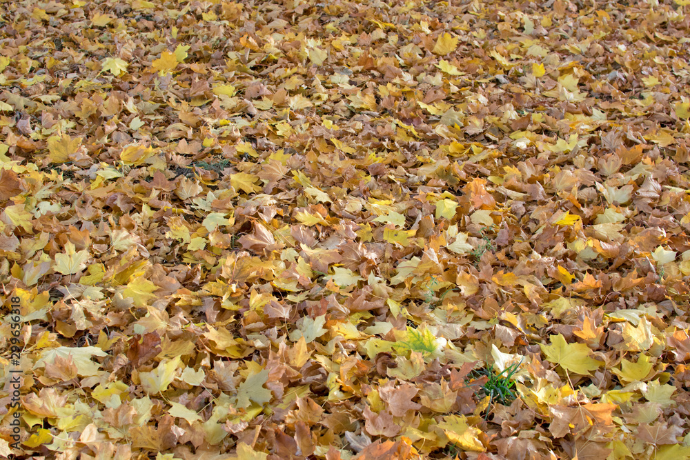 Yellow dry maple leaves background. Autumn season when leaves fall from trees. Leaves under the trees on the sidewalk in the city. Yellow dry maple leaves background. Autumn season when leaves fall from trees. Leaves under the trees on the sidewalk in the city.