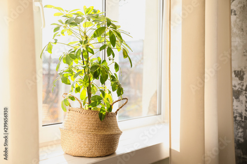Beautiful Schefflera plant on windowsill at home photo