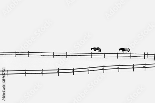 Fotografija Gray scale shot of two horses by fences on a snowy field