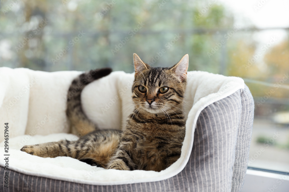 Cute tabby cat on pet bed at home Cute tabby cat on pet bed at home