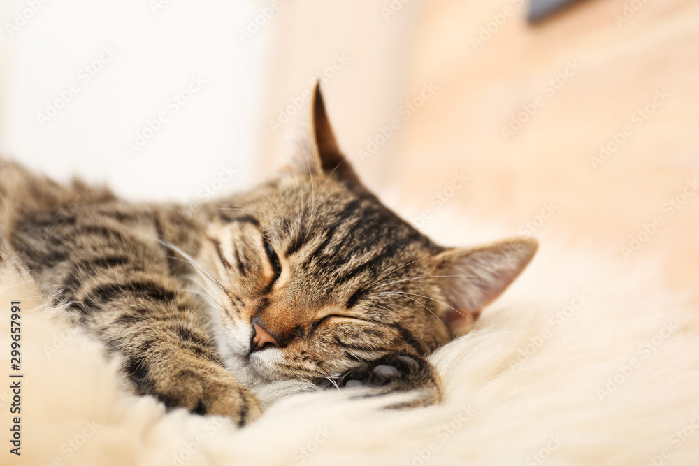 Cute tabby cat lying on faux fur, closeup. Lovely pet