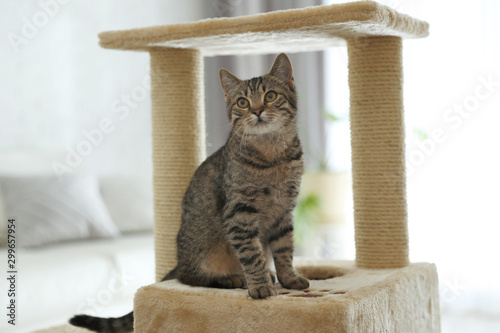 Cute tabby cat and pet tree at home