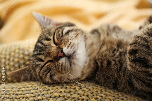 Cute tabby cat lying on knitted blanket, closeup. Lovely pet