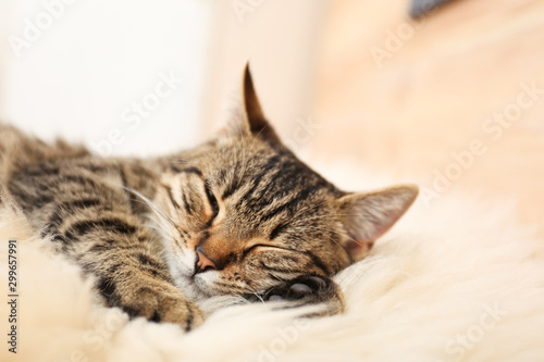 Cute tabby cat lying on faux fur, closeup. Lovely pet © New Africa