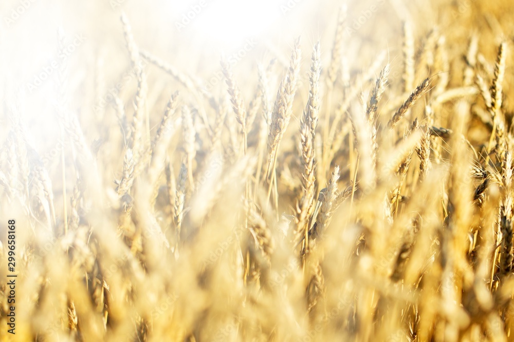 Fototapeta premium Field.