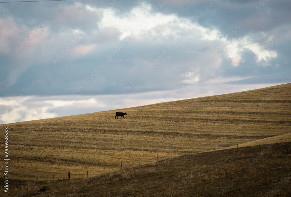 Angus cow in rural Washington