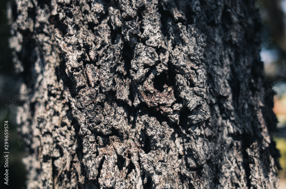 tree bark texture tree bark texture