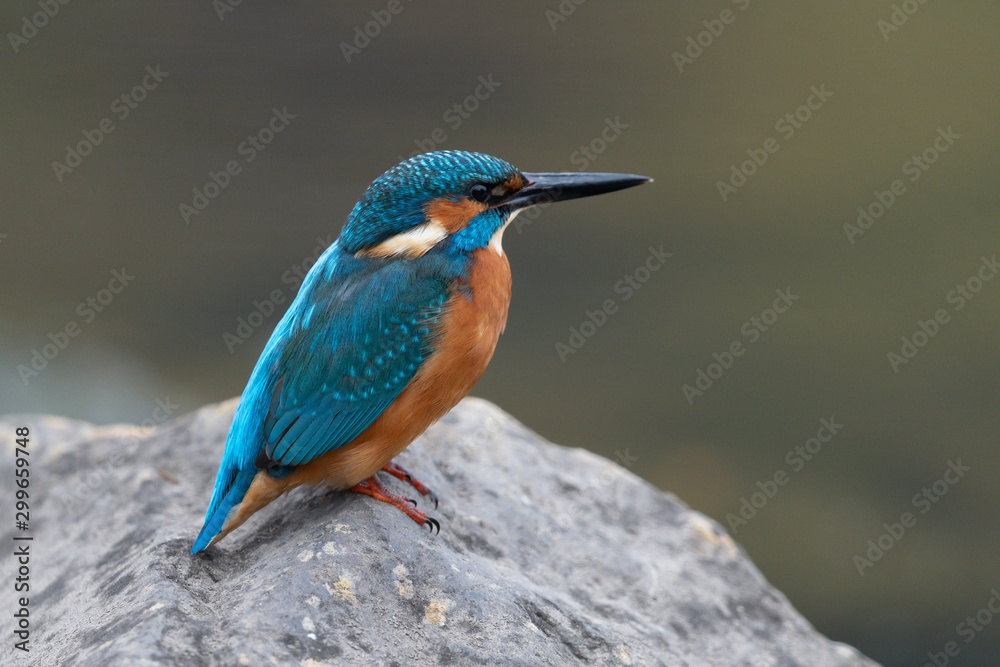 Fototapeta premium Eisvogel