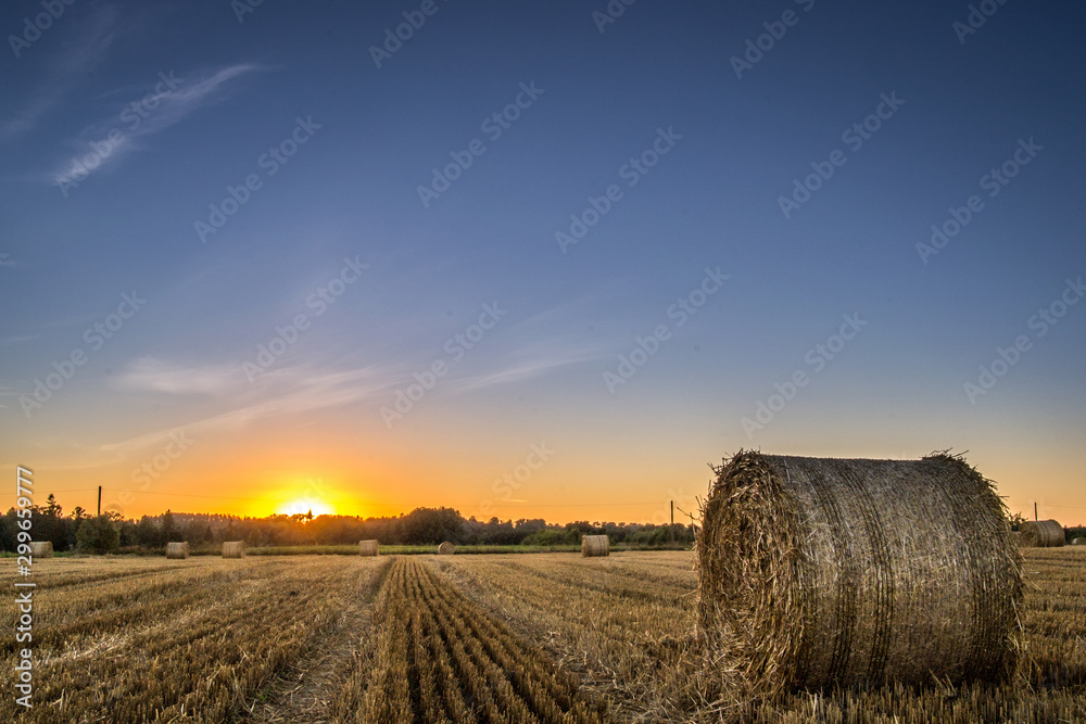 Fototapeta premium bales of hay in field