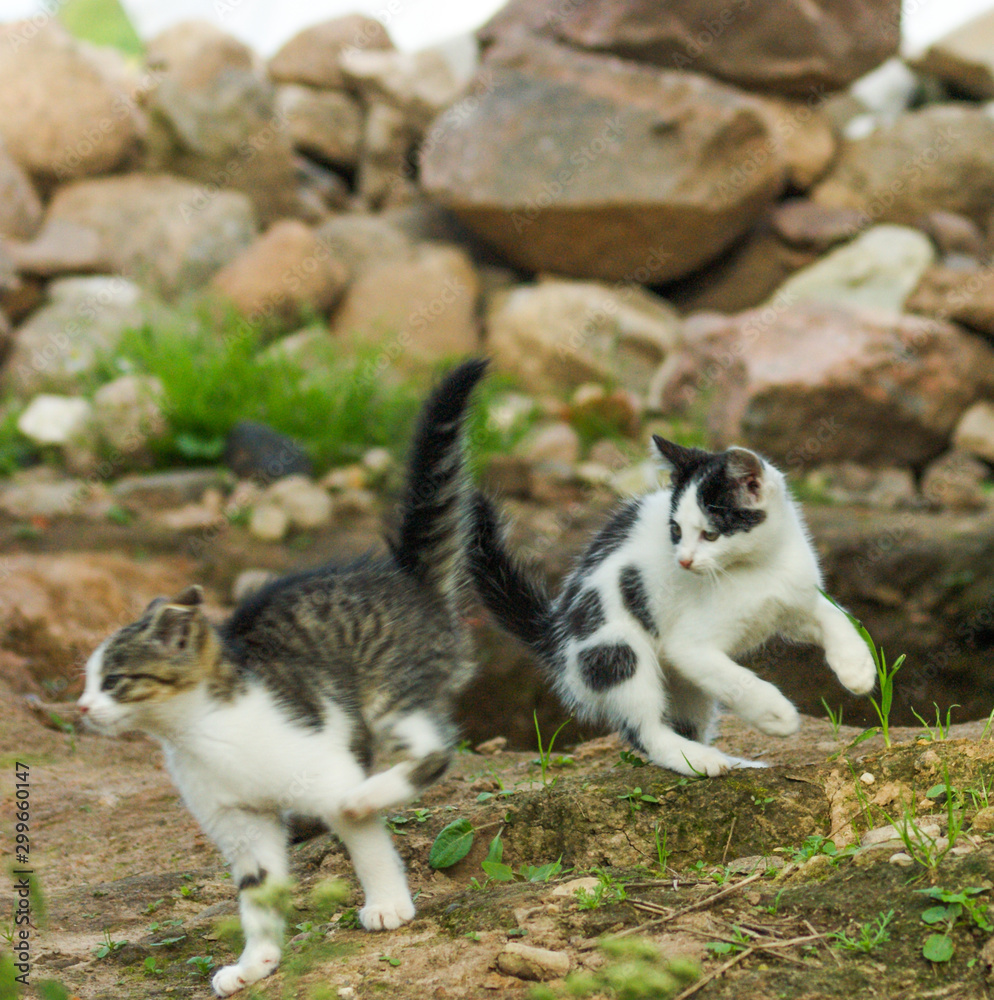 cats cats