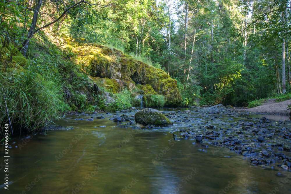Obraz premium river in forest