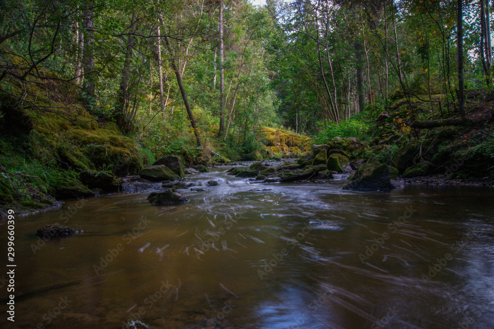 river in forest