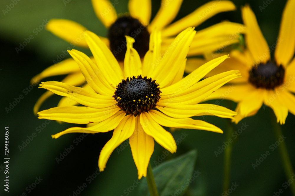 bee on flower bee on flower