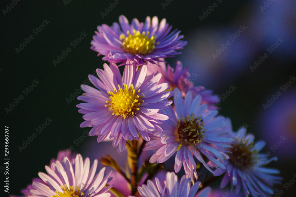 Obraz premium flowers on a green background