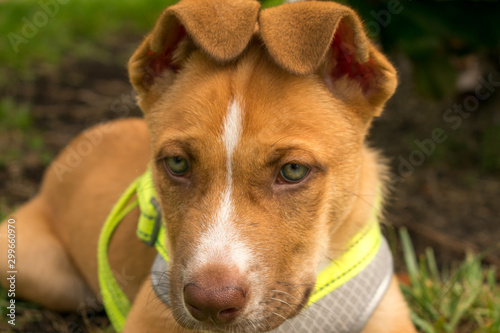 portrait of a dog