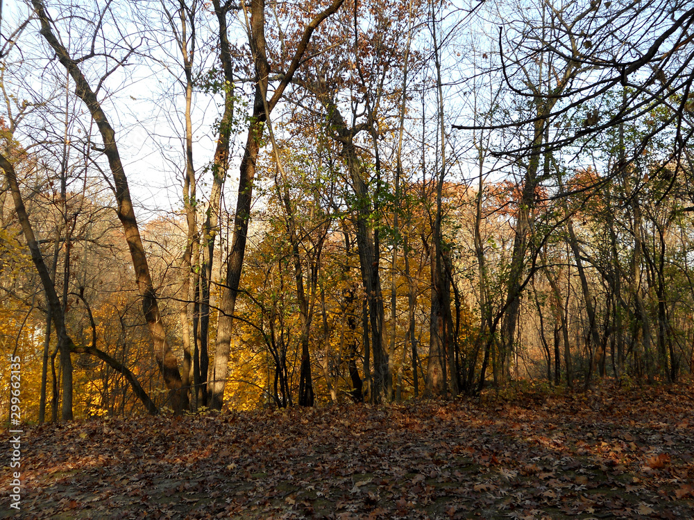 Scenic woodland hillside with yellow maple foliage
