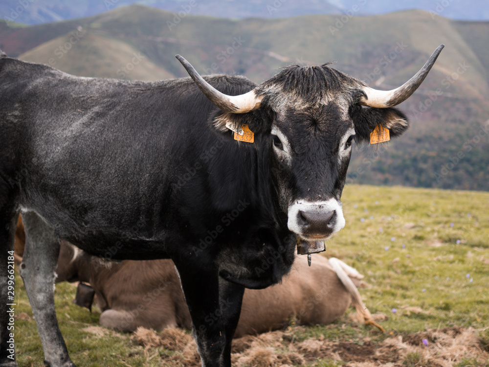 Naklejka premium Retrato de vaca tudanca en montañas de Cantabria.