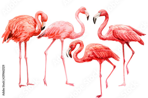 pink flamingo on an isolated white background, watercolor illustration © Hanna
